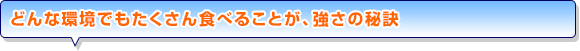 どんな環境でもたくさん食べることが、強さの秘訣