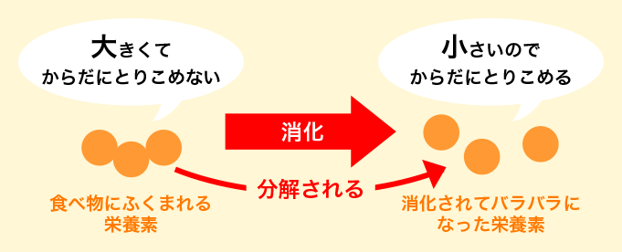 消化のための分解
