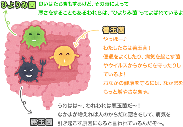 ひよりみ菌・善玉菌・悪玉菌